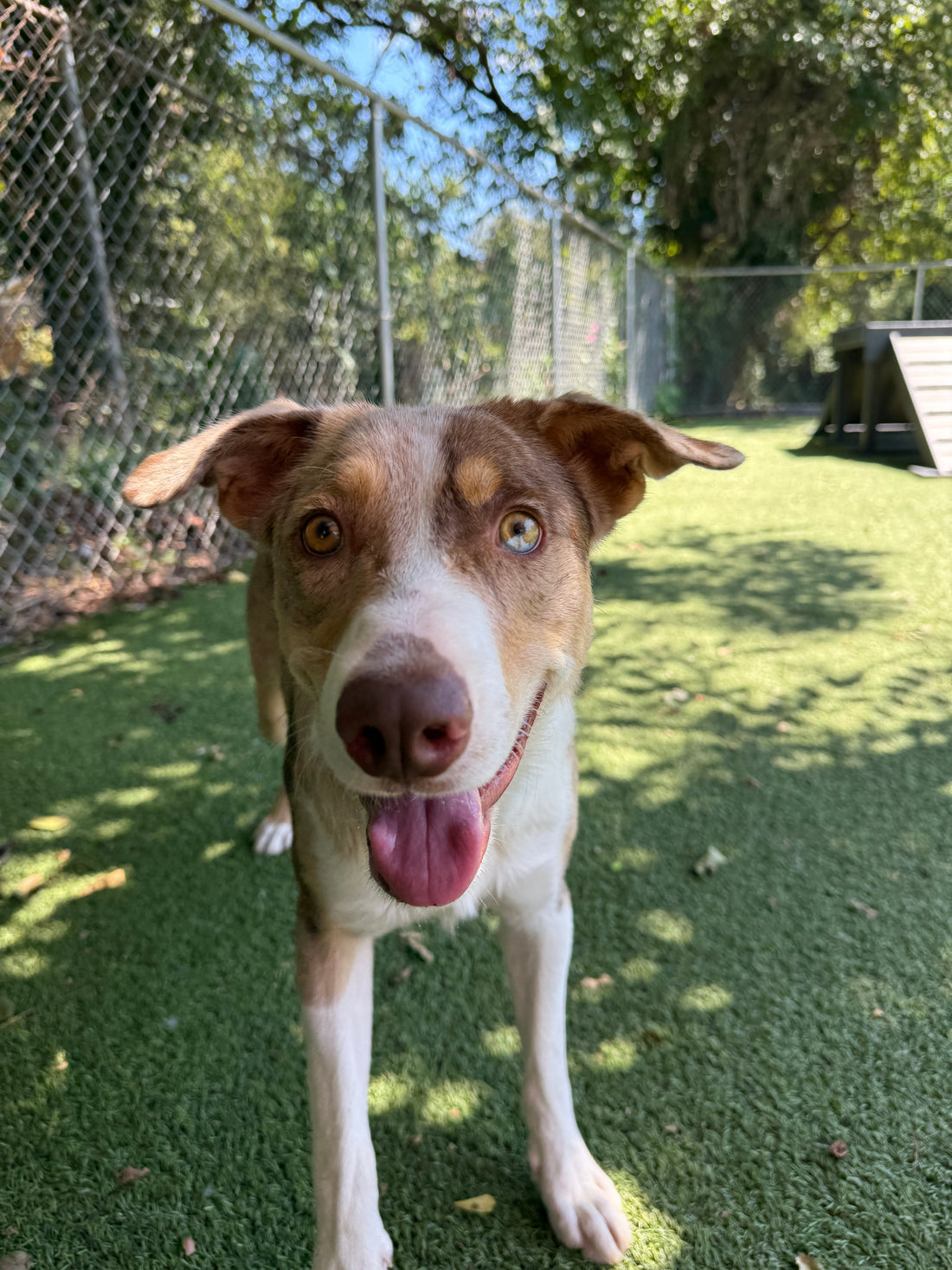 Help Bail Me Out for the Humane Society of Northeast Georgia Adoption Lock-In