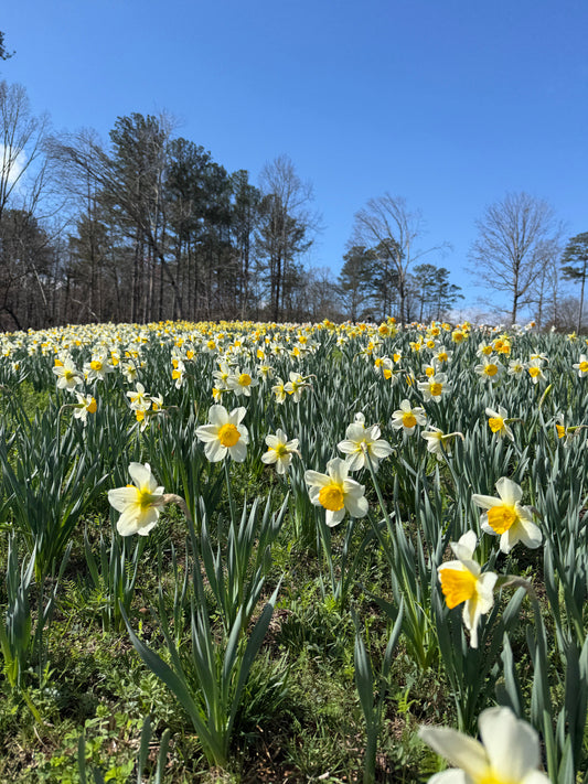 A Perfect Day Trip Itinerary in Ball Ground, Georgia